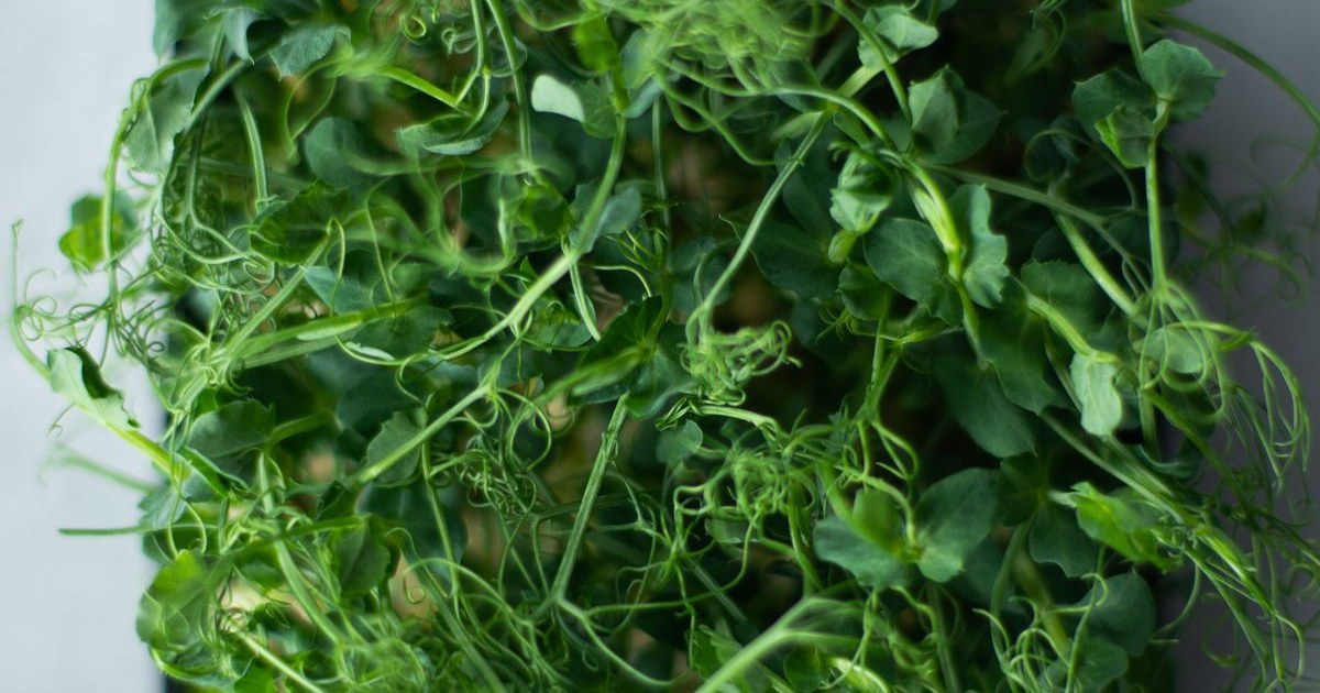 Aquaponics 4 You
