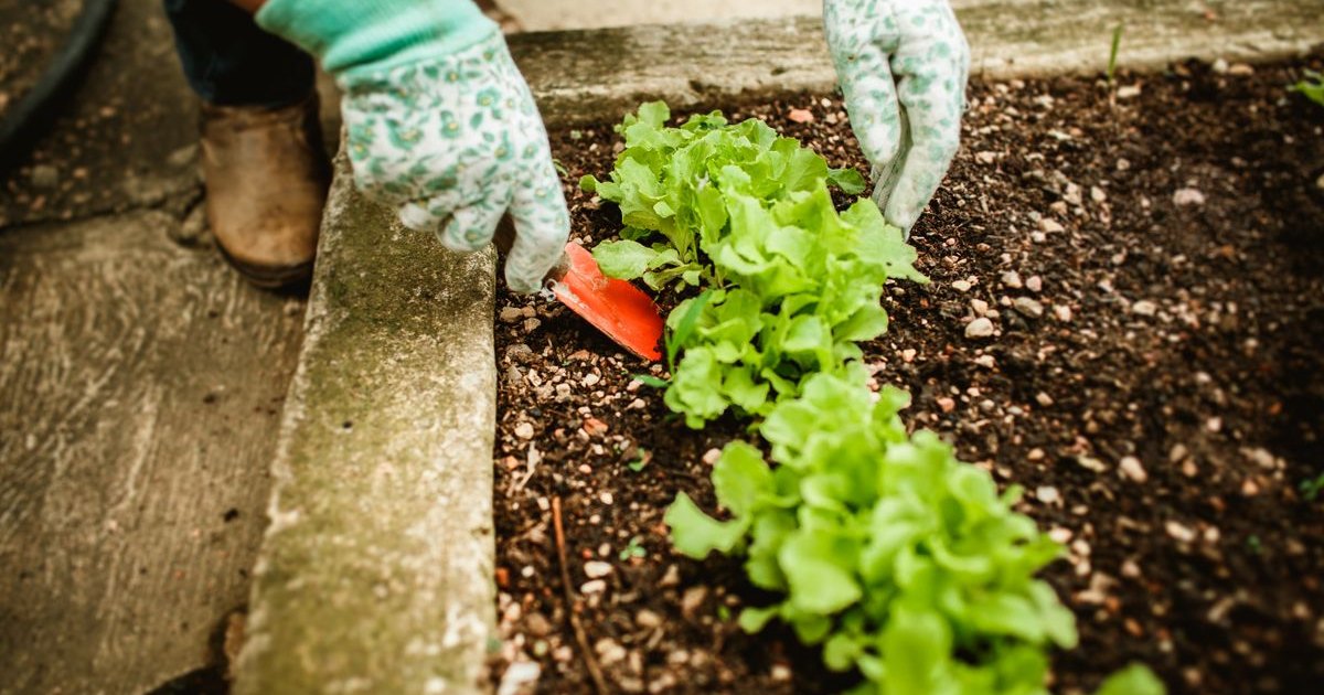 Gardener planting lettuce seedlings in a raised garden bed